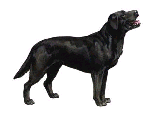 černý pes