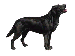 černý pes